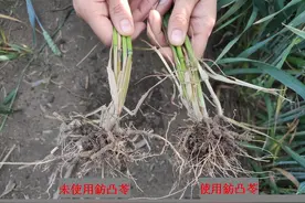 小麦要想产量高，有三个节点必须了解图片