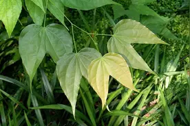 山上一种植物，卷须像龙须，叶子像羊蹄，作用厉害了，遇见带回家图片
