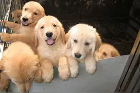 金毛越来越少人养？原来这么可怕，怪不得养的人少了图片