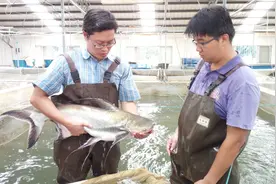 国家一级保护水生野生动物长丝鱼芒正式实现规模化人工繁育图片