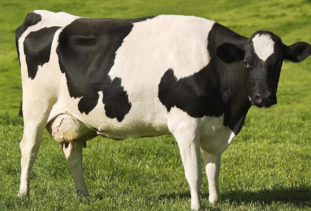 什么品种奶牛产奶高?奶牛的奶和普通牛产的奶有什么不同?