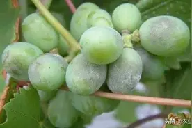 葡萄打好四遍药，轻轻松松让你把葡萄的病害搞定图片