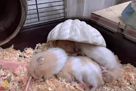 金丝熊拉肚子和湿尾的区别，金丝熊拉肚子和湿尾怎么办呢？图片