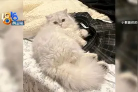 猫“尿闭”治疗后死亡 宠物医院还要起诉主人？图片