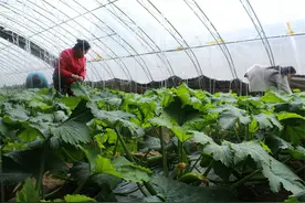 沃野新景象 农业谱新篇——朔州怀仁市全力推动现代农业高质量发展综述图片