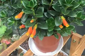 养金鱼吊兰，只要做到“3步”，四季开花，花朵美丽叶子油绿繁茂图片