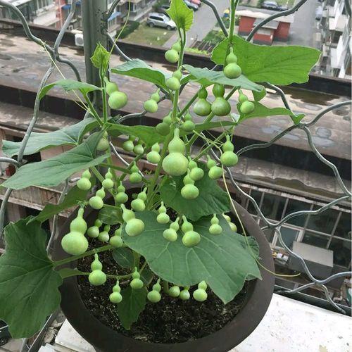 家庭如何种植手捻葫芦,你会把玩,但是会自己种植吗
