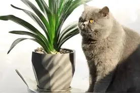 君子兰出现3个“求救信号”，是“烂根”的表现，赶快处理图片