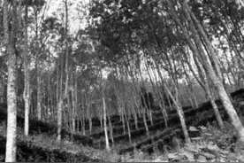 知青往事：第三十八封情书之后，他收到了女友的绝交信图片