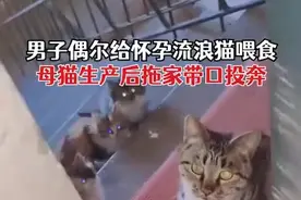 （视频）@太原人！男子偶尔给怀孕流浪猫喂食，母猫生产后拖家带口投奔图片