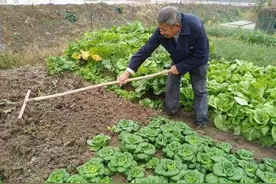 惊蛰过后，有三种蔬菜可以露地栽植了，现在种吃到夏图片