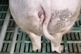 母猪产后流白脓怎么办？图片