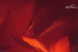 他们拼命守护藏羚羊图片