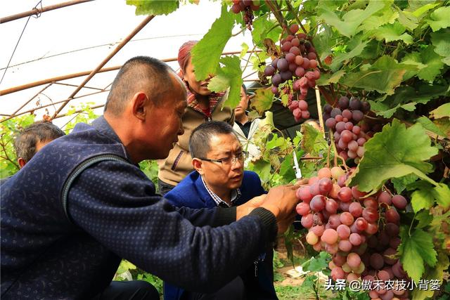 怎么快速诊断作物是否缺氮、缺磷、缺钾？农民只需记住三句顺口溜