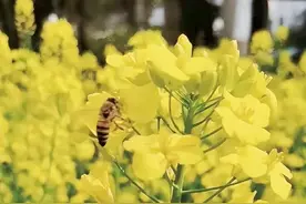 养蜂业，待重新“估价”图片