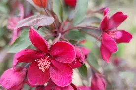 天机不可泄露(二)图片