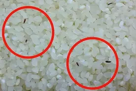 大米生虫不要晒，米店老板教我这样做，大米新鲜不坏再也不生虫图片