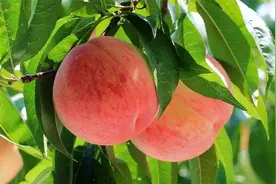 “桃子”不能随便吃？医生：不管好坏，这几类人别凑热闹了图片