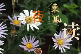 【夜读 · 散文】秋忆“狗娃花”图片