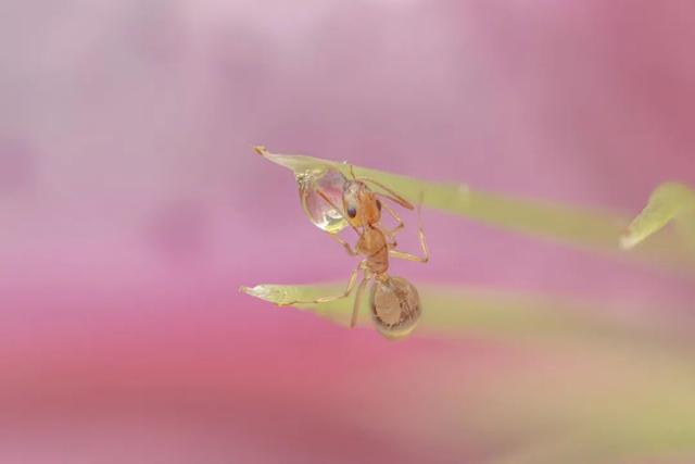 太震撼！适马105mm微距镜头下的梦幻蚂蚁王国