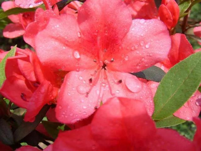 子规啼血的典故是什么