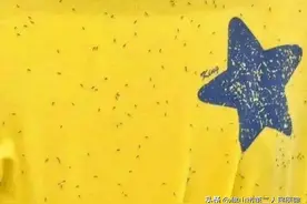 春天穿黄色，小心被虫虫“围殴”图片