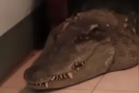 世界上最丢脸的鳄鱼能有多废柴？已经被人养成看门狗了图片