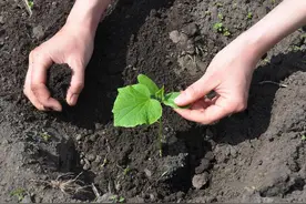 入伏在即，适合种啥菜？4种菜长得快、收的早，可一直收到深秋图片
