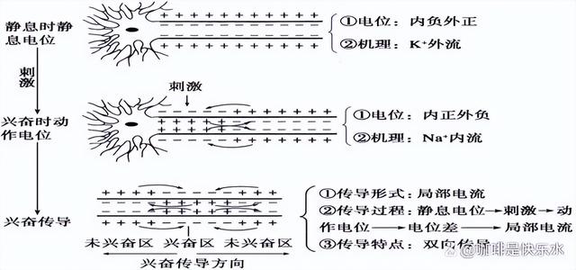 高中生物-人体内环境稳态的生理意义及调节