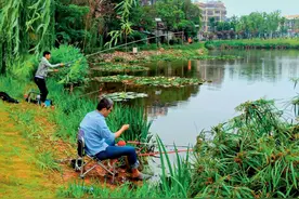 夏季水塘钓黄鳝秘诀大公开图片