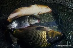 夏季夜钓鲤鱼，4种钓位大鲤鱼扎堆，不用钓深水，浅水也能藏大鲤图片