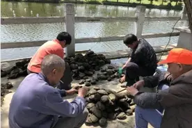 以前农村很常见的河蚌，为何现在却越来越少？是被人吃绝了吗？图片