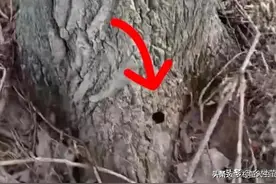 被药害了？两亩杨树一半没发芽，根部有小孔，现实兴许你并没想到图片