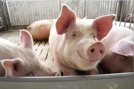 天气热猪不吃食喂什么？热天喂猪怎样不得病，看完请收藏图片