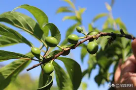 果树膨果至着色期管理的技术要点图片
