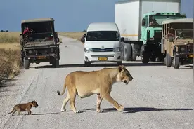 幼狮过马路见到人类停下示威，狮妈妈无奈回头叼走：熊孩子不懂事图片