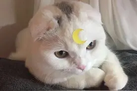 适合怼人的“阴阳怪气”语录图片