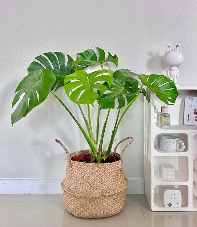 卧室植物千万别乱养,但这10种绿植可以放心养