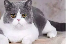 常见的猫咪品种，你最喜欢哪个？图片