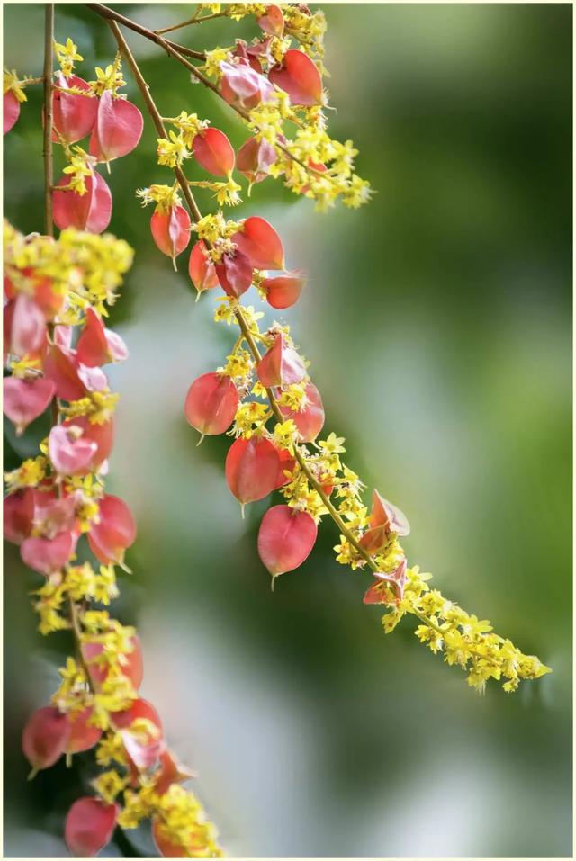 栾树花花瓣四枚,两侧对称,基部呈红色的,是它的鳞片,初开时与花瓣同色