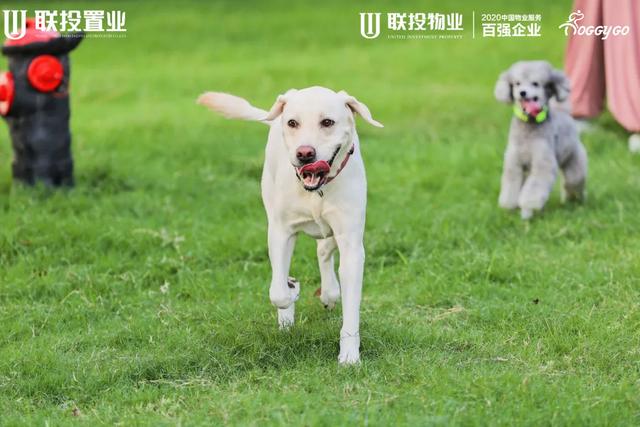 宠物运动会 宠物运动会策划方案(图5) 宠物运动会 宠物运动会策划方案(图5)