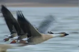 一只大雁能收获1000元，河北男子进山养雁，3年后走向财富大道图片