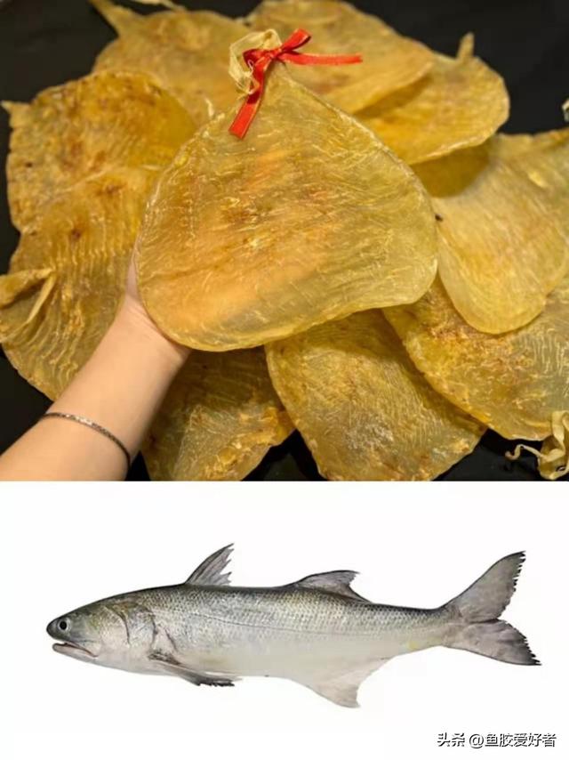 澳洲花胶是哪种鱼 澳洲花胶液有什么好处