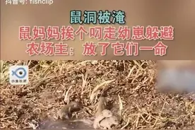 鼠洞被淹，鼠妈妈挨个叼走自己的幼崽躲避，不得不说母爱伟大啊图片