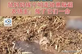 鼠洞被淹，鼠妈妈挨个叼走自己的幼崽躲避，不得不说母爱伟大啊图片