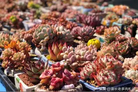 进入高温时代，我们养多肉的人该何去何从？听听8年老肉友的建议图片