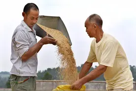 水稻种植有补贴吗？除耕地地力保护补贴，还有种植大户补贴图片