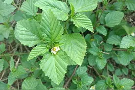 房前屋后常见的“黄花草”，原来是老人口中的“痔疮草”，认识下图片