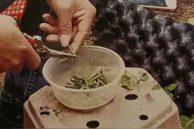 三角梅嫁接繁殖技术图片