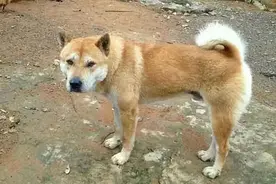 狗为何一见到“屠夫”就边叫边跑开？它们又是如何识别的呢？图片